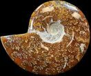 Cleoniceras Ammonite Fossil - Madagascar #44473-1